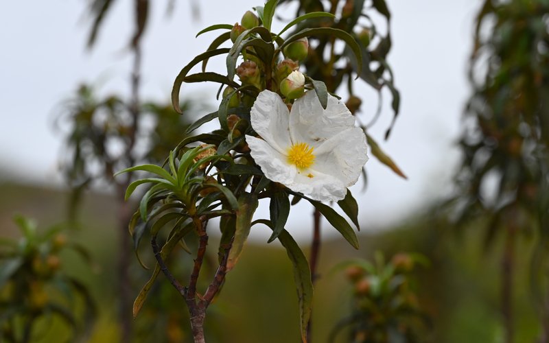 Cistus ladanifer