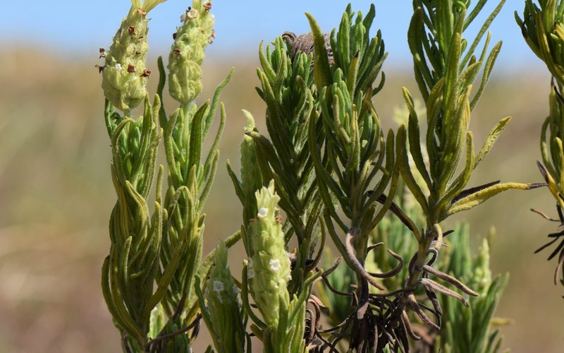 Lavandula viridis