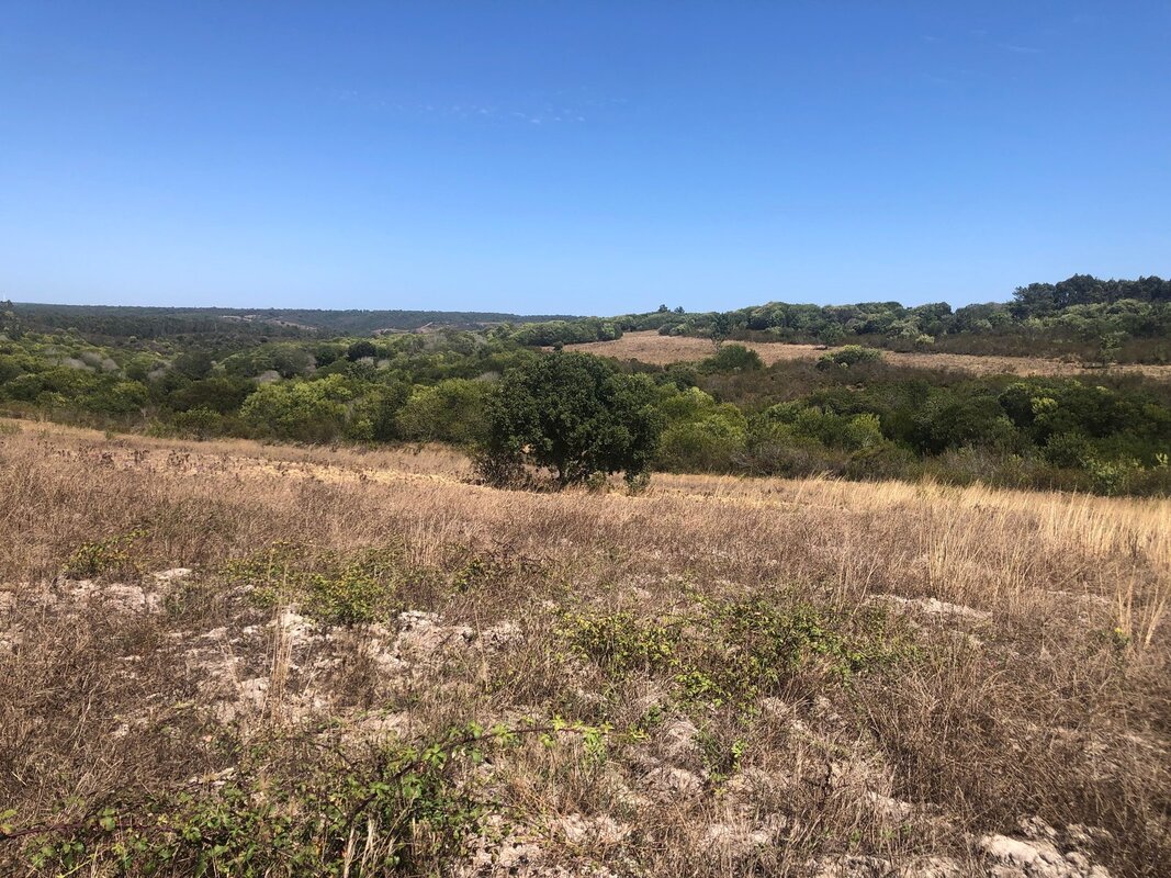 Wild Roots landscape — Mediterranean maquis vegetation