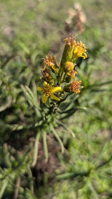 Flora Costa Vicentina